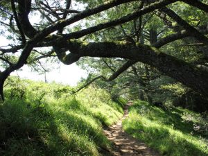 https://rootsrated.com/san-francisco-ca/trail-running/dipsea-trailhead-at-muir-woods-trail-running2